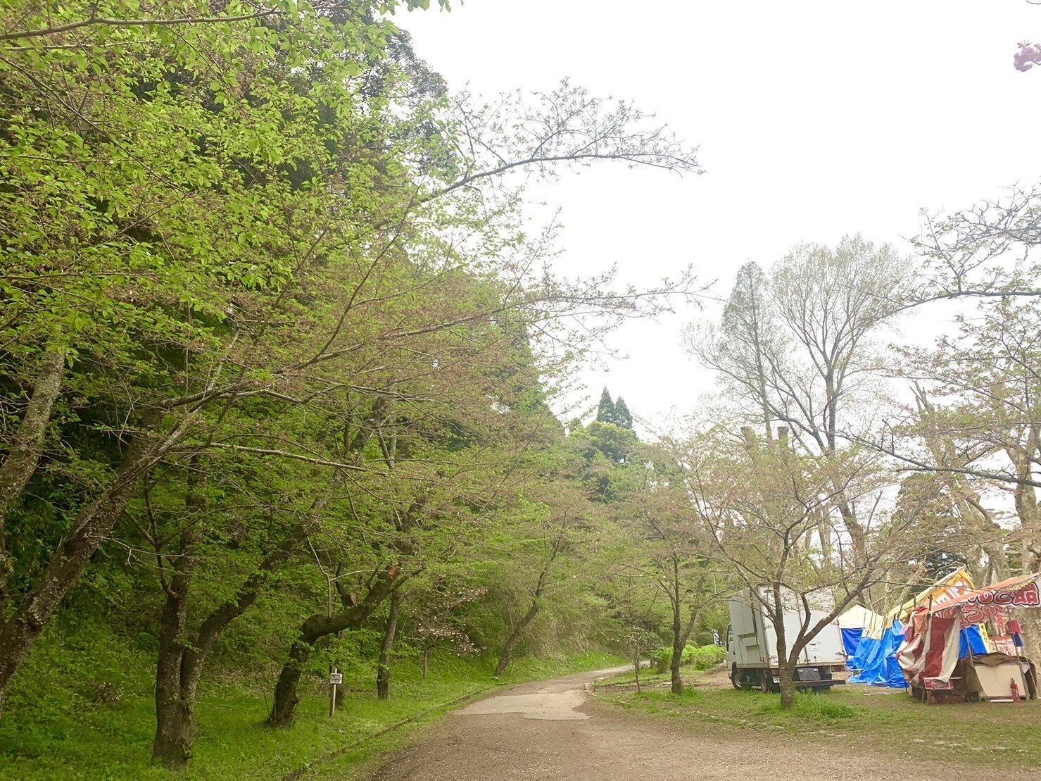 園路の桜