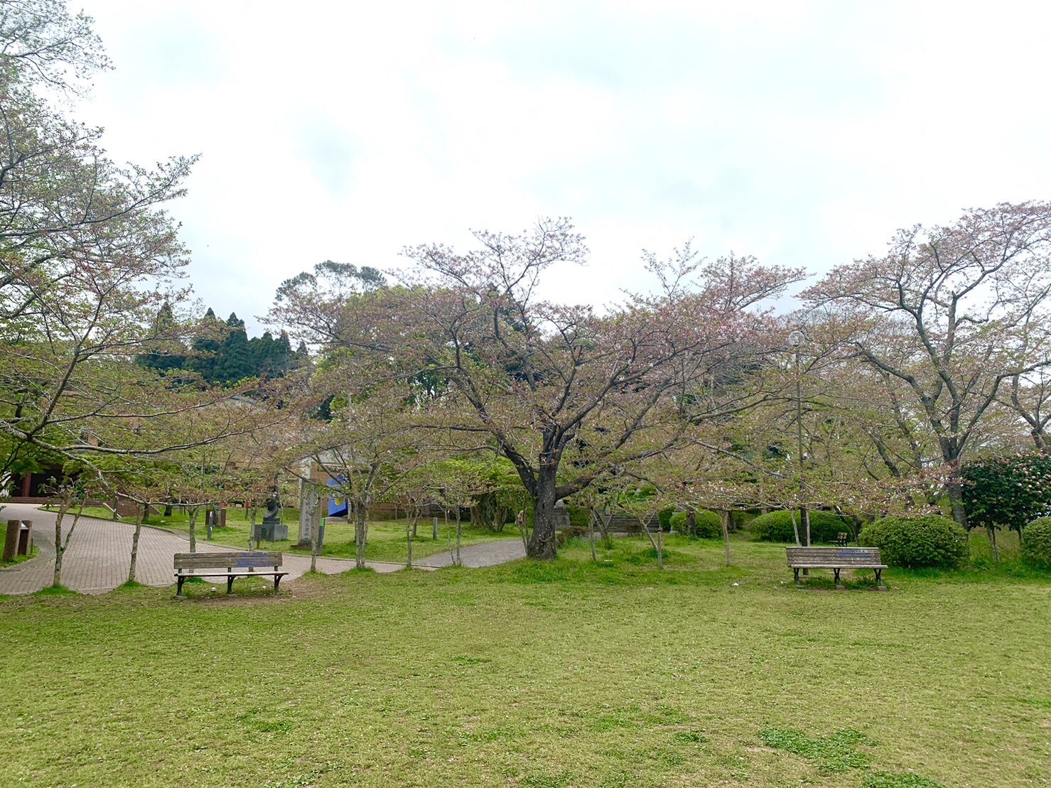 美術館側の桜1