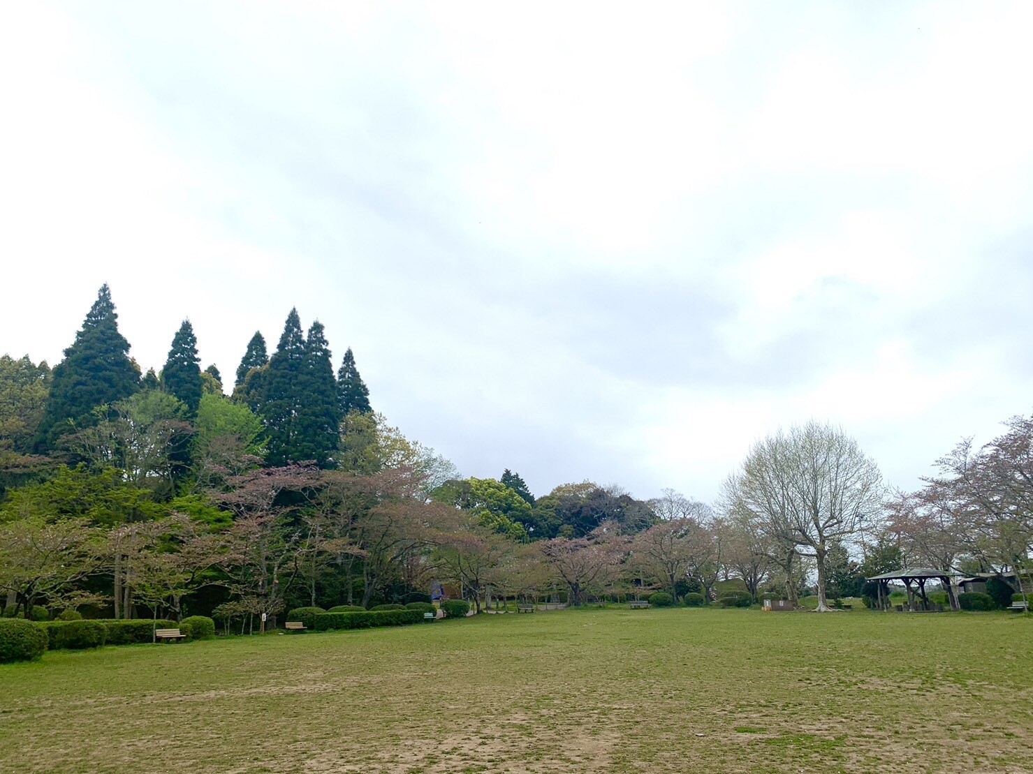 第2広場の桜