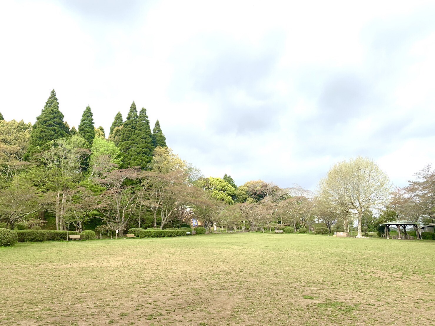 第2広場の桜