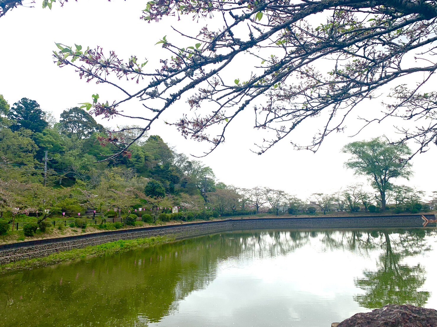 弁天湖周辺の桜1