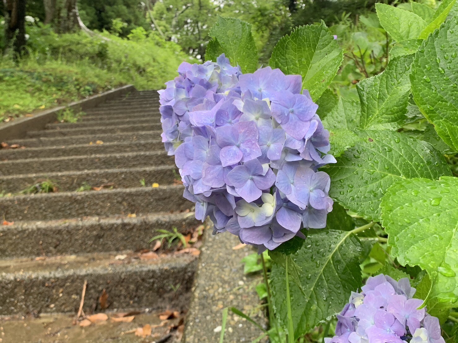 園路のアジサイ