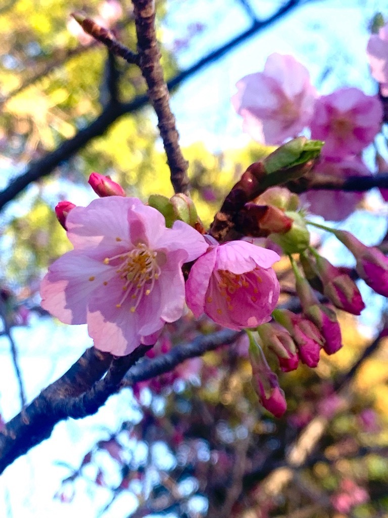 河津桜近景