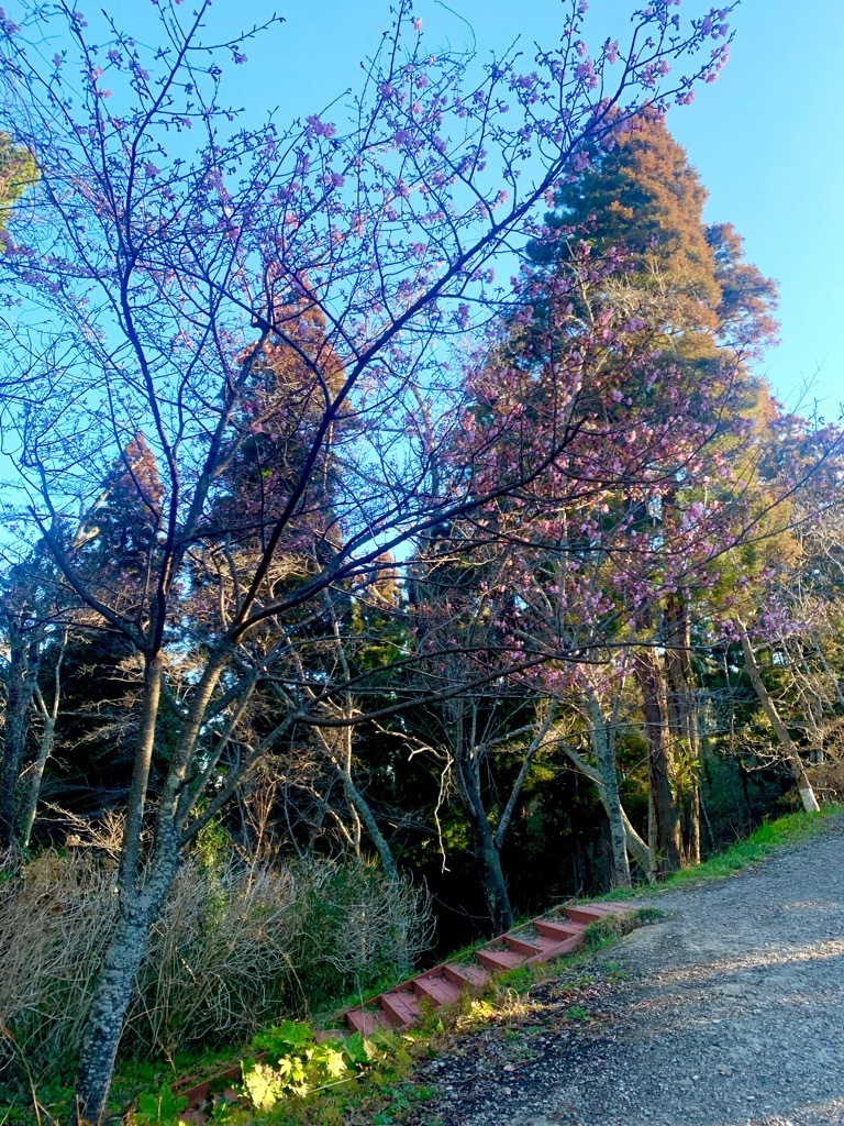 河津桜遠景