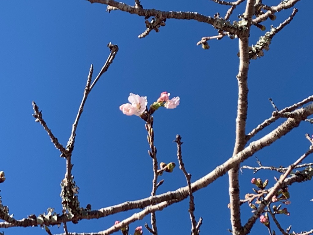 開花した桜