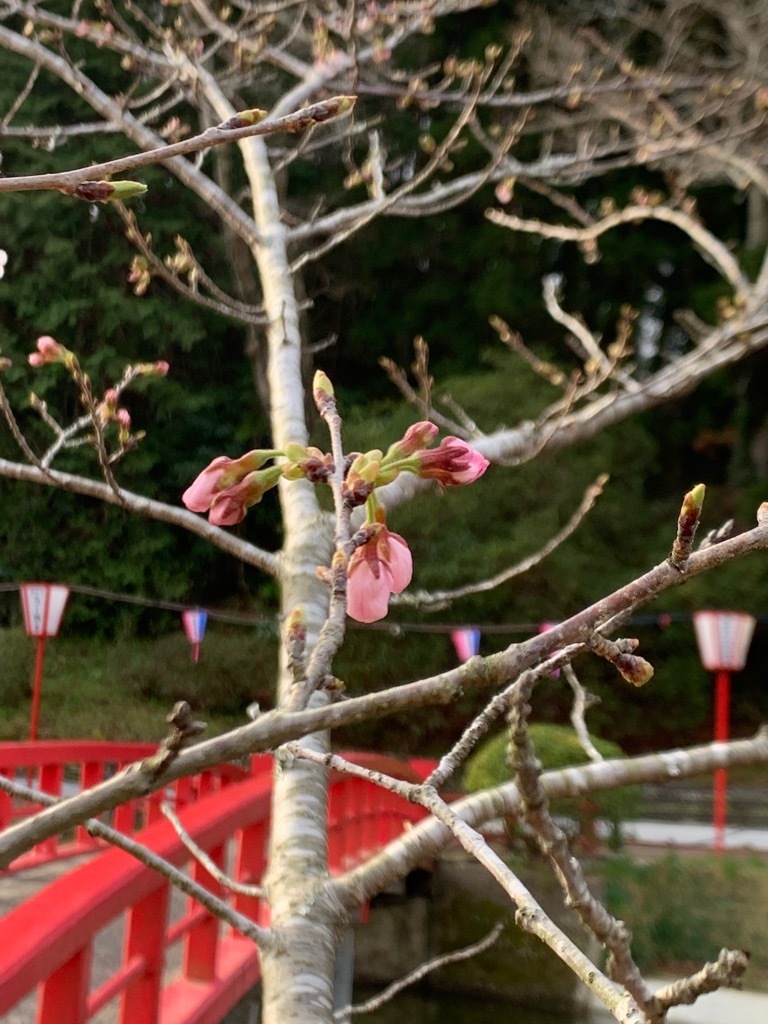 開花間近の蕾