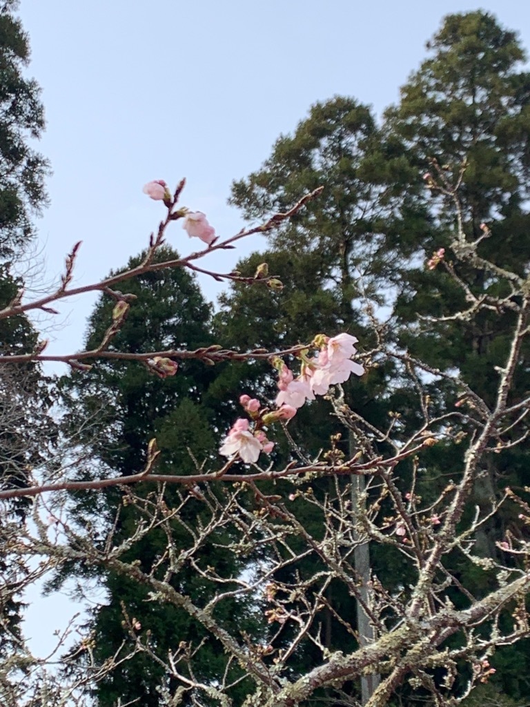 開花した桜