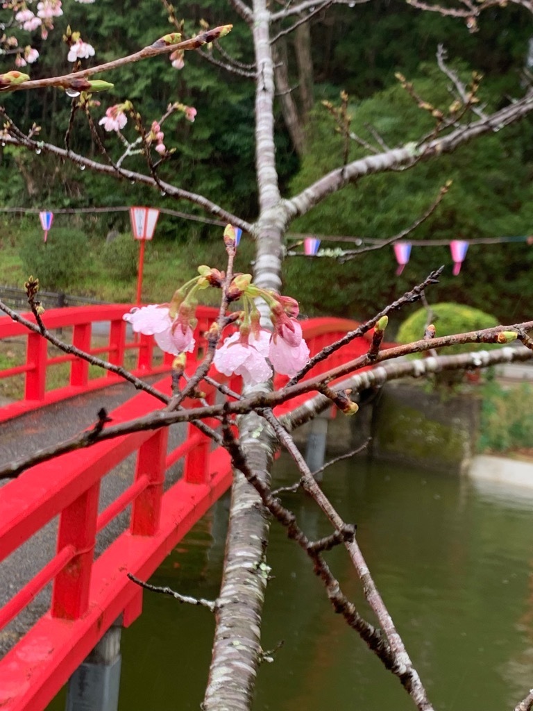 標本木開花した桜