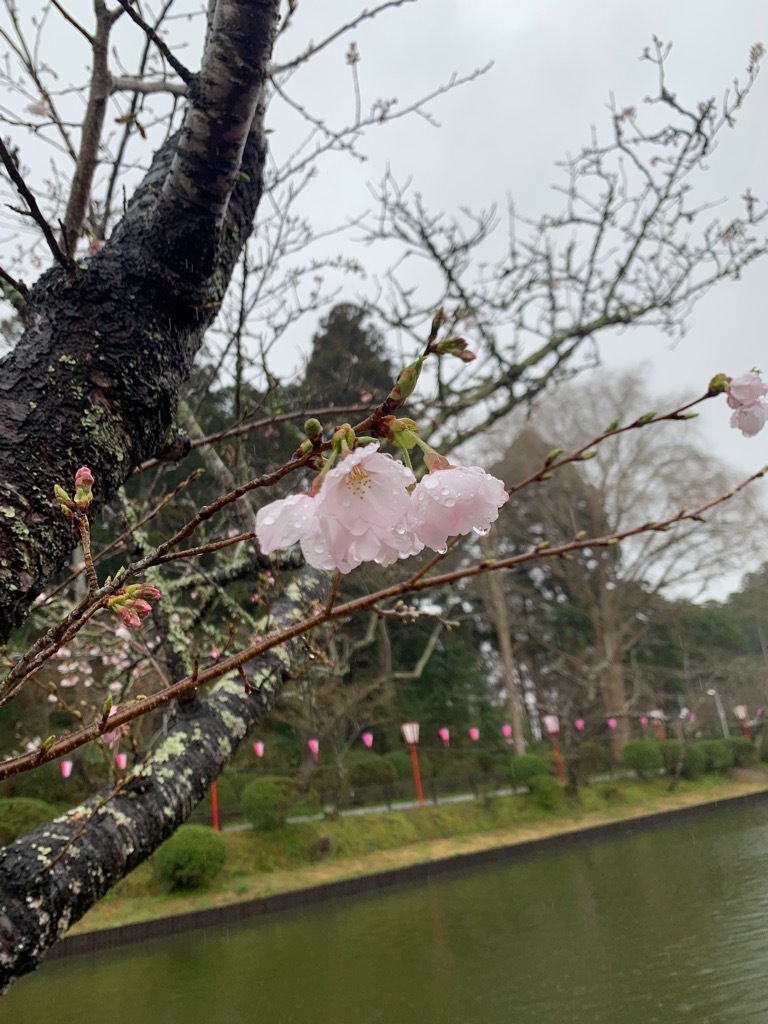 弁天島開花した桜