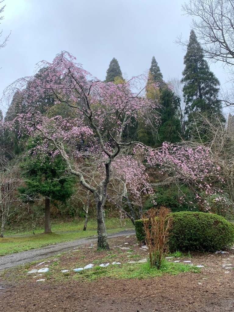 しだれ桜ほぼ満開