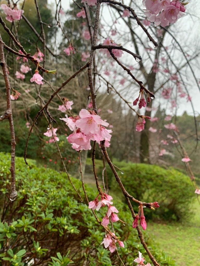 しだれ桜アップ