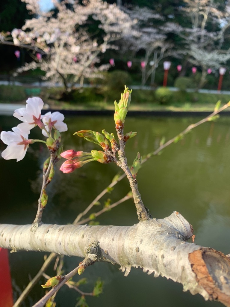 標本木開花間近