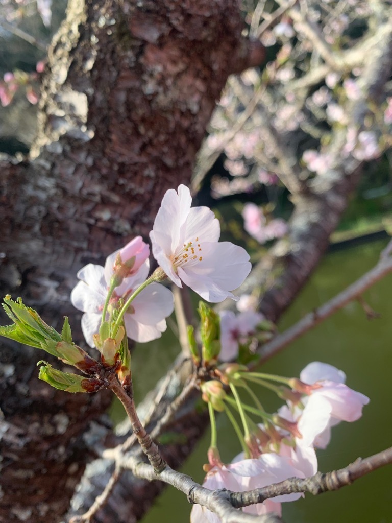 開花した桜