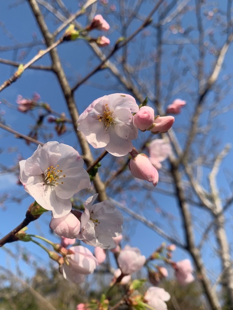 開花した桜2