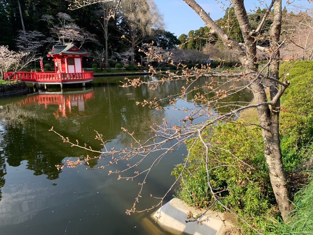 北側の桜。まだ蕾が多い