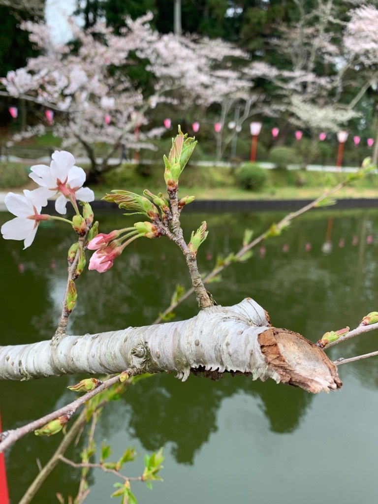 咲きかけの蕾