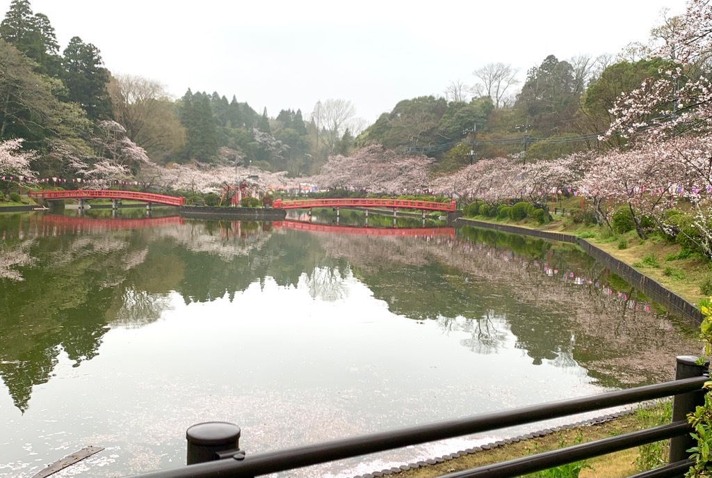 弁天湖と桜