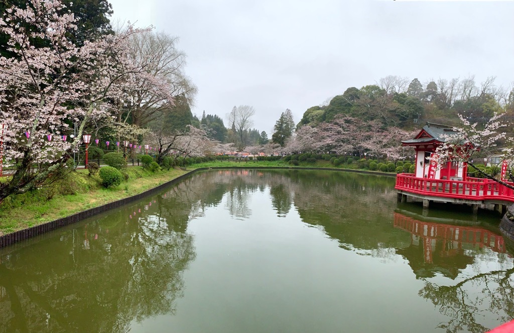 弁天橋南側からの桜