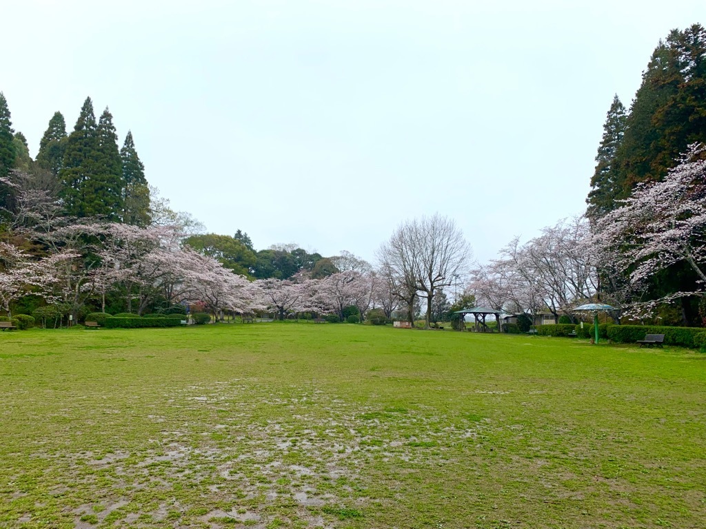 広場の桜
