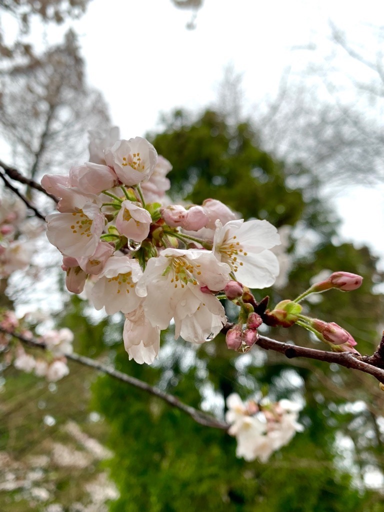 広場の桜2