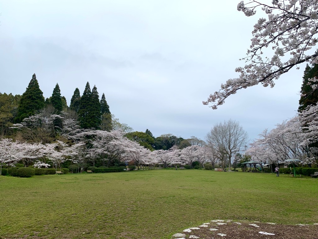 広場の桜