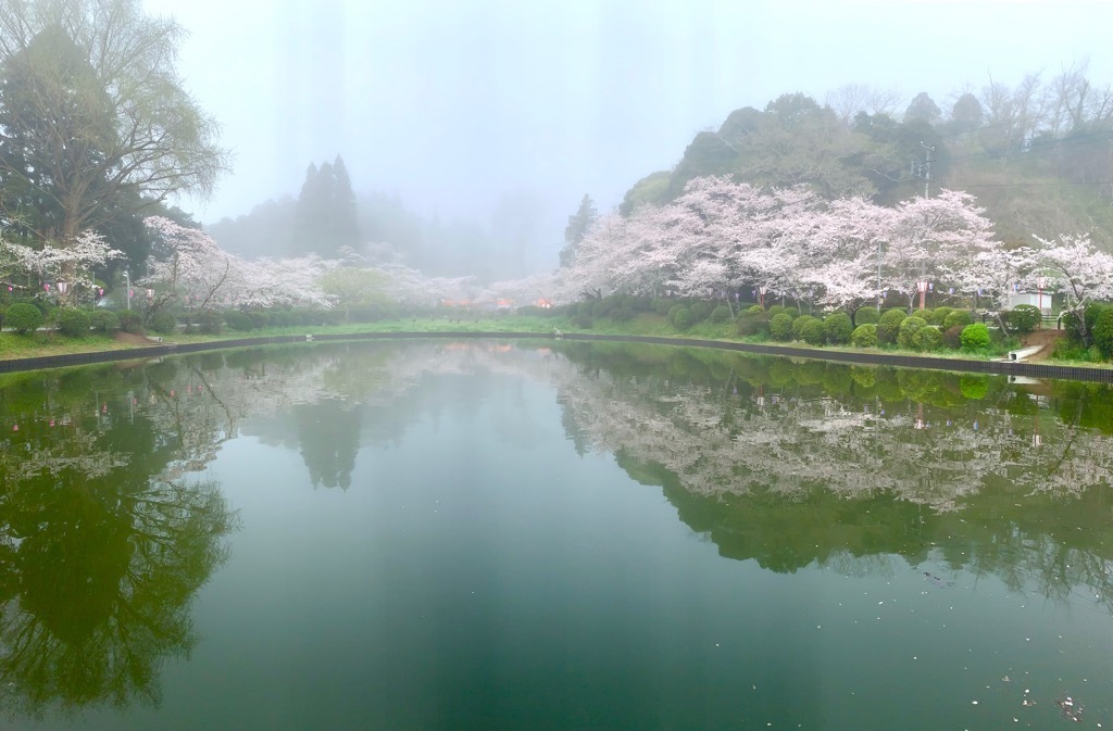 弁天島から見た桜