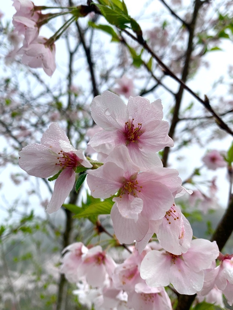 散り始めの桜