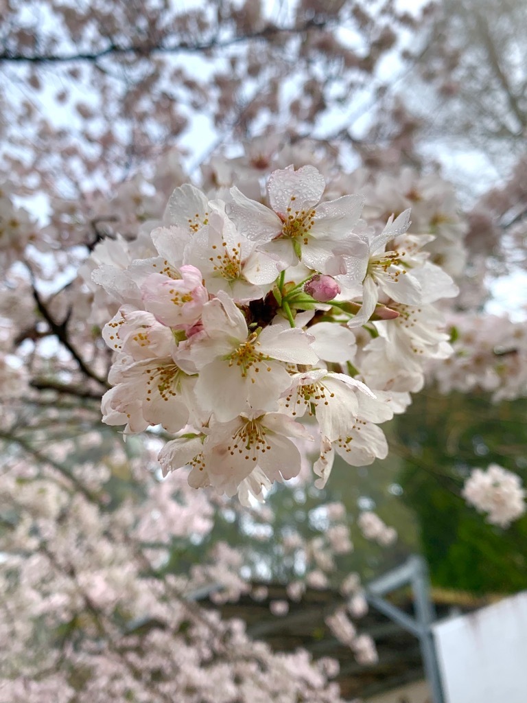 咲き始めの桜