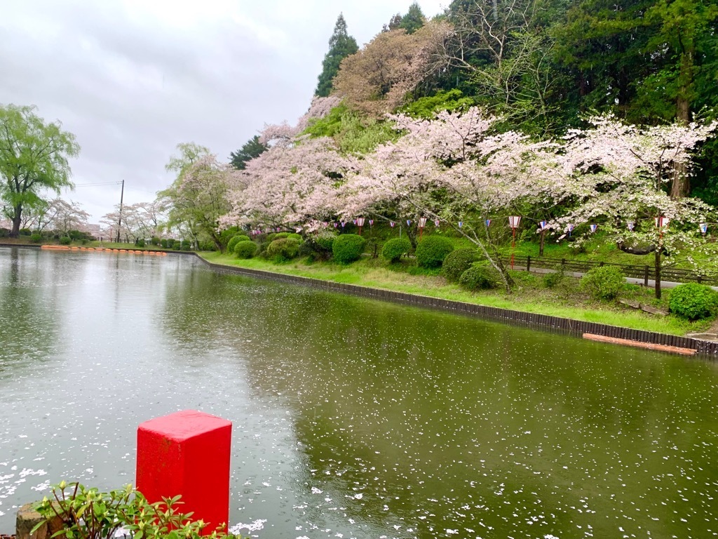 南側の桜