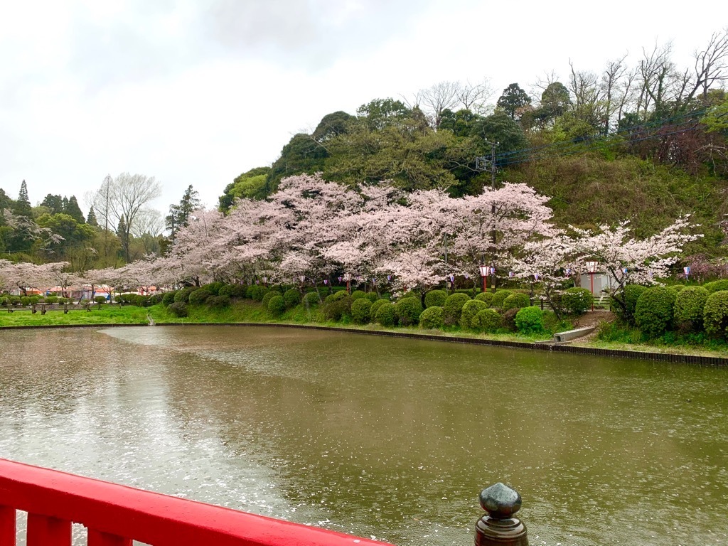 北側の桜