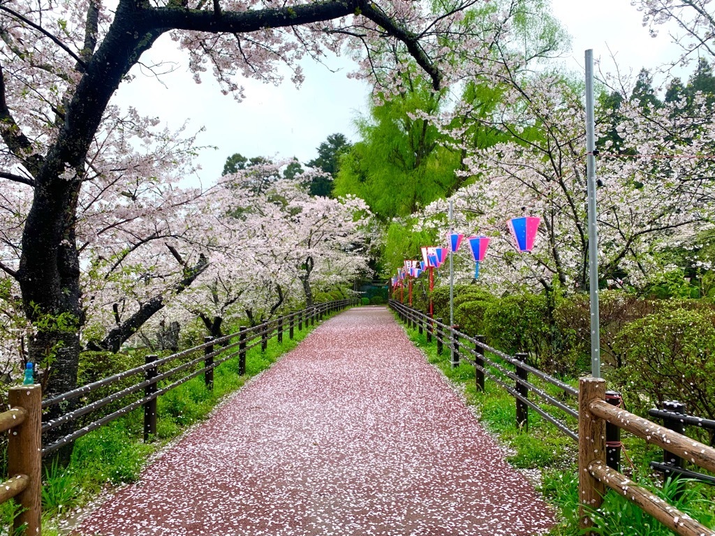 桜吹雪