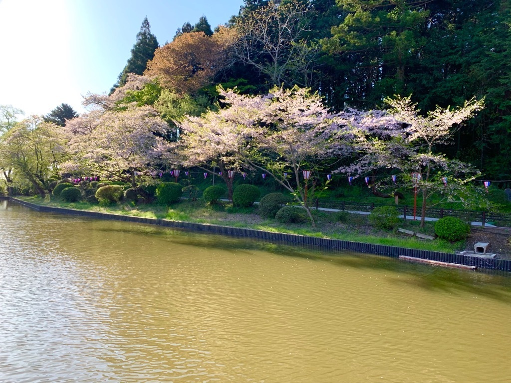 南側の桜