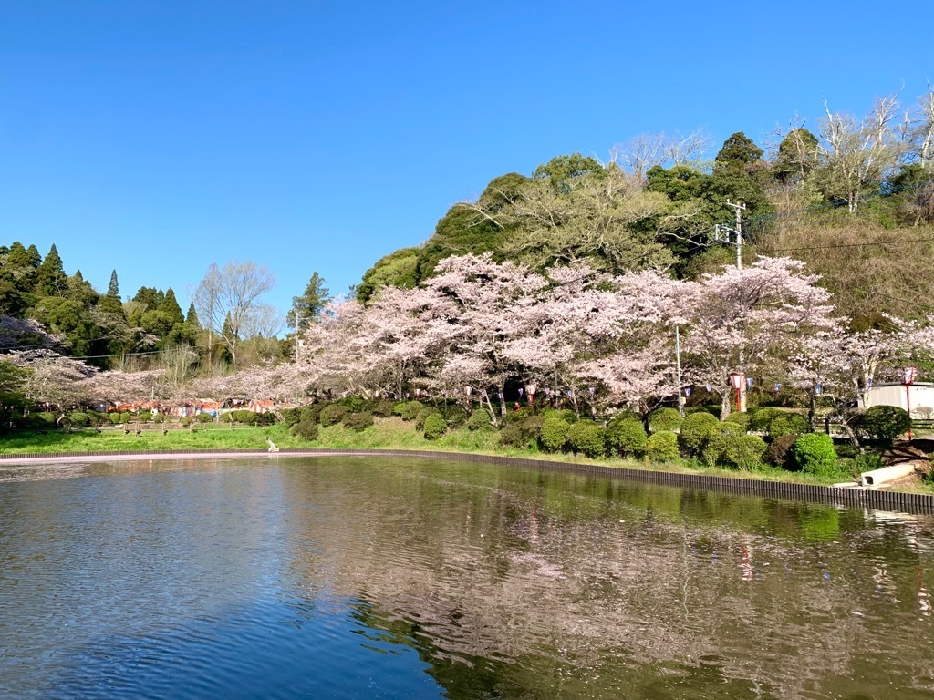 北側の桜