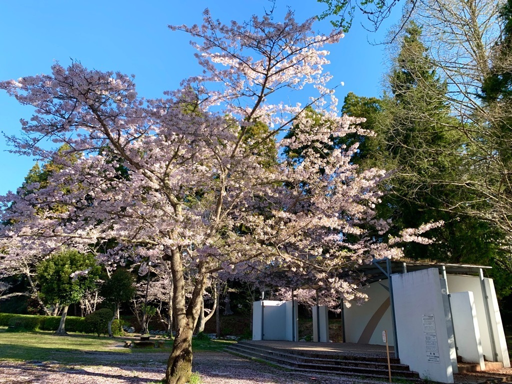ステージ付近の桜