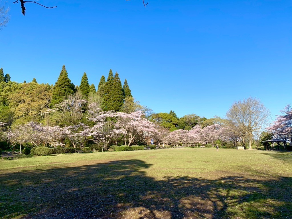 広場の桜