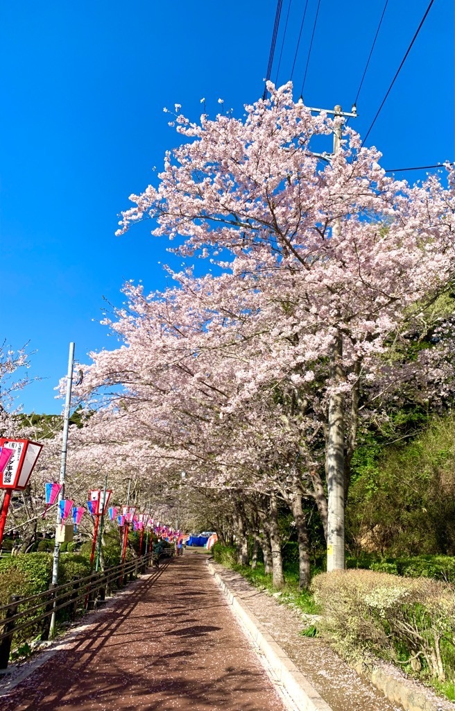 晴れの日の桜