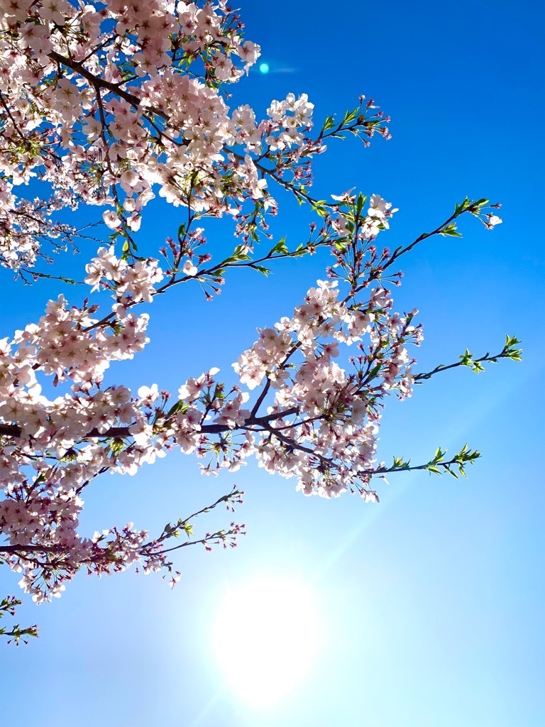 駐車場の桜