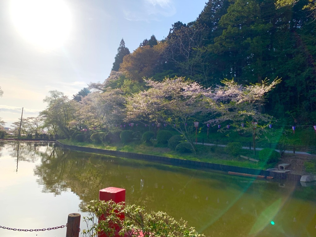 南側の桜