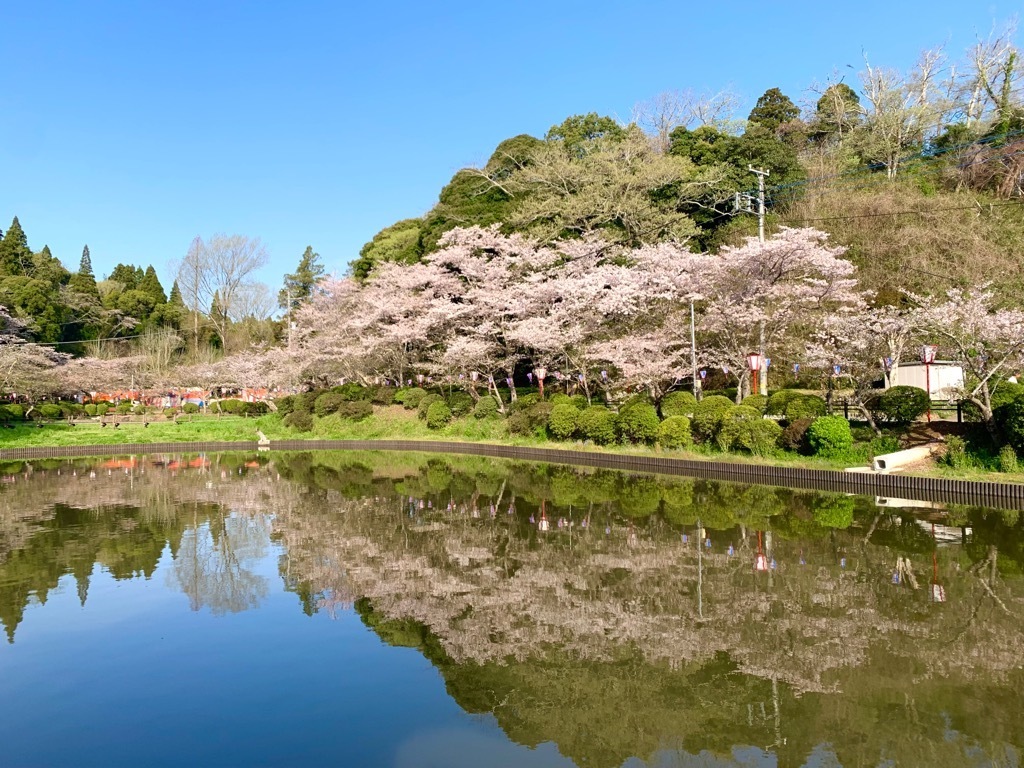 北側の桜