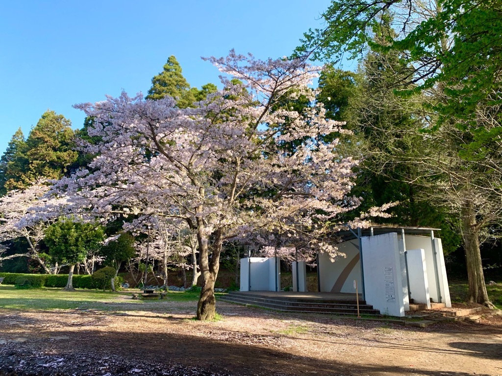 ステージ付近の桜