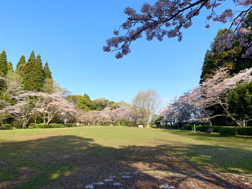 広場の桜