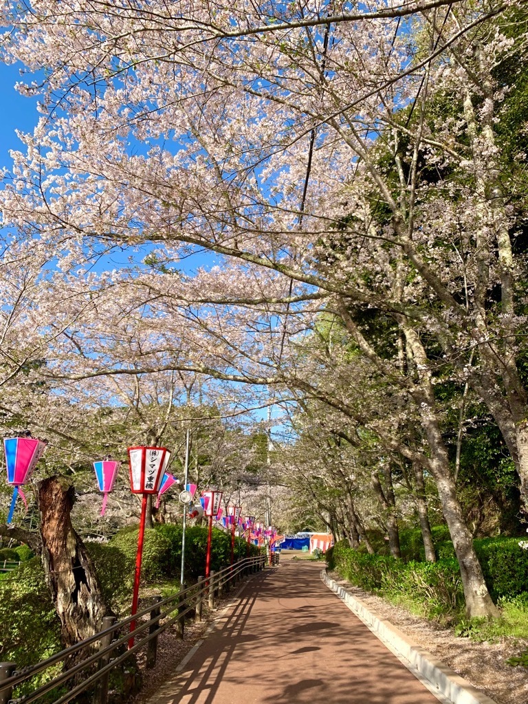 園路北側の桜