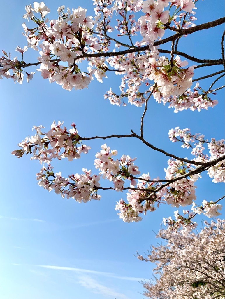 駐車場の桜