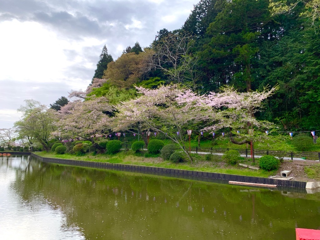 南側の桜