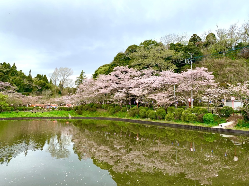 北側の桜