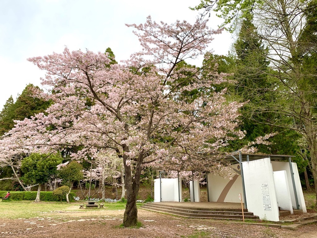 ステージ付近の桜