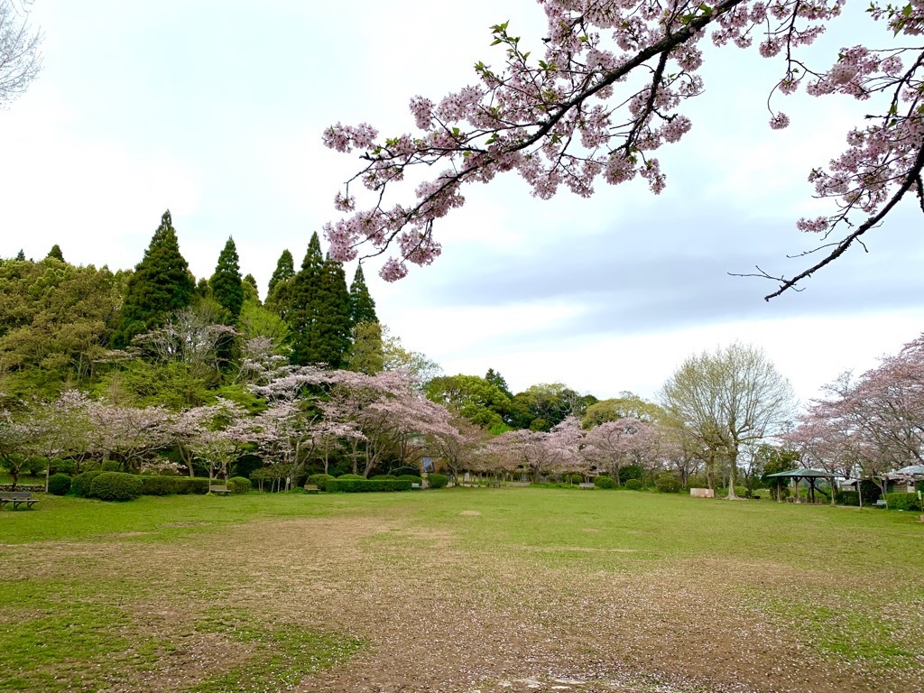 広場の桜