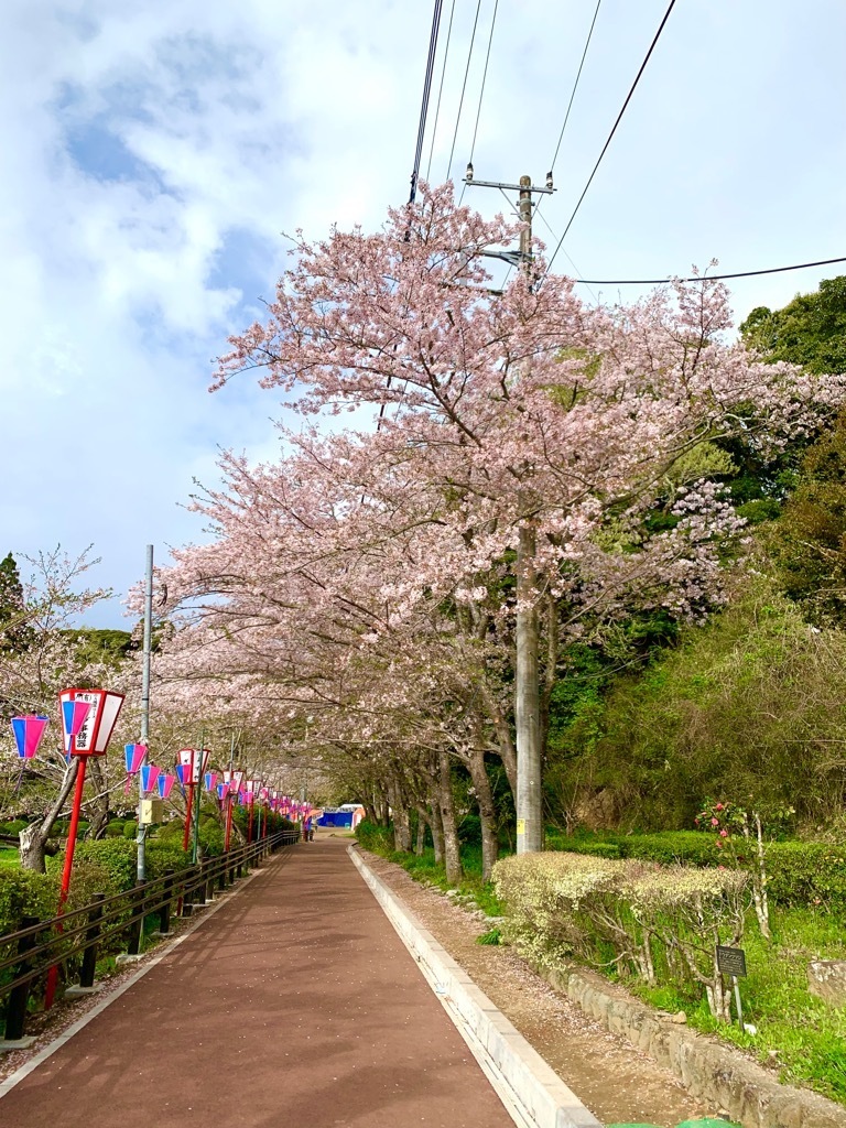 園路北側の桜