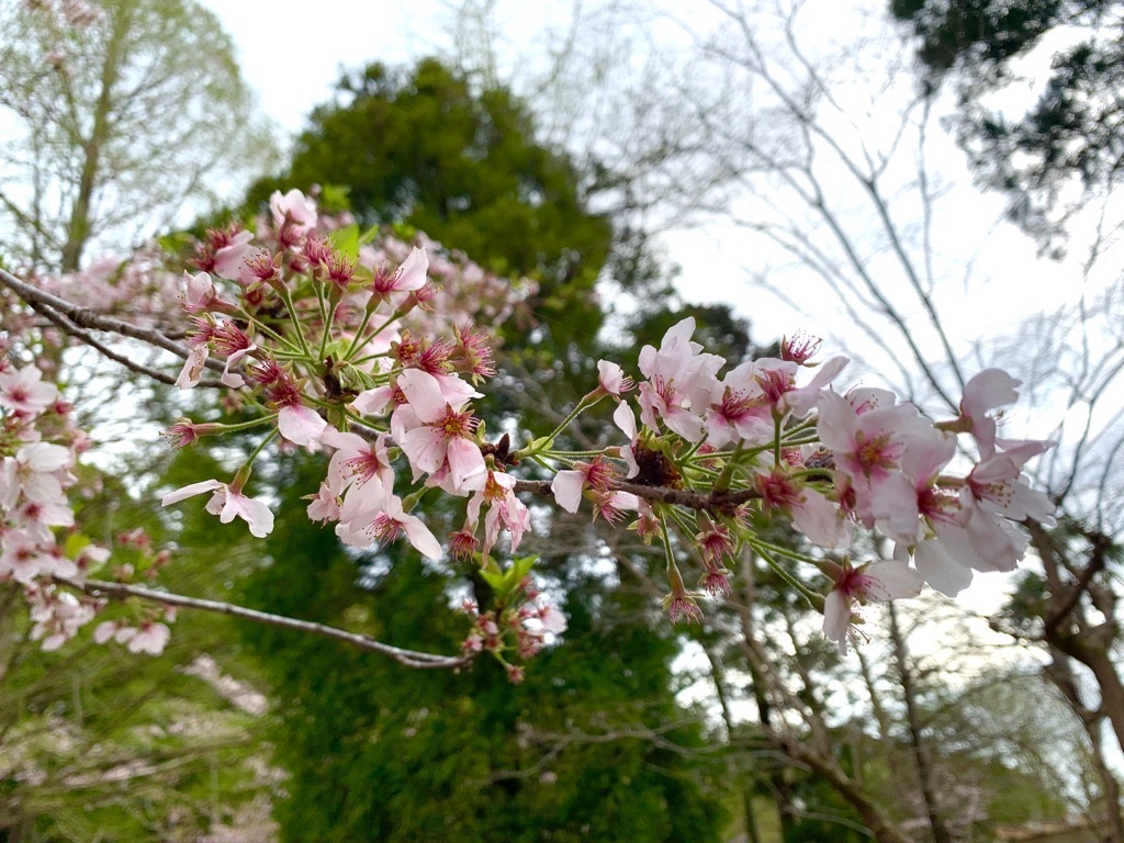 散り始めた桜