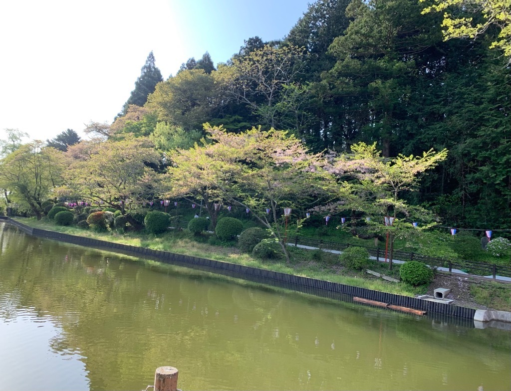 南側の桜